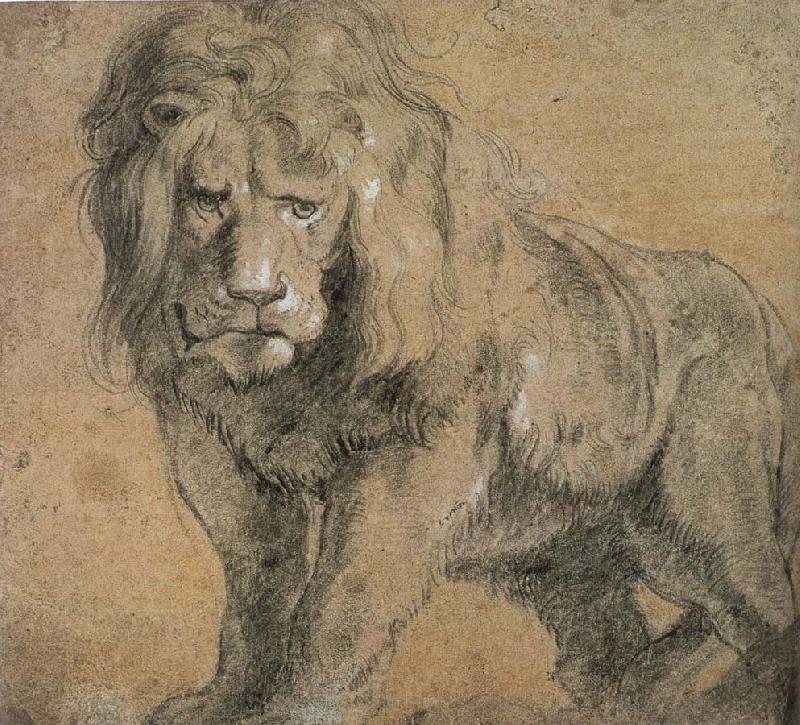 Peter Paul Rubens Standing lion Norge oil painting art